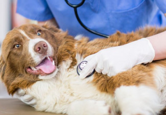 Urgencias veterinarias
