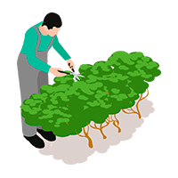 Servicios de Jardinería